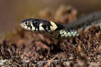 Geltonskruostis žaltys