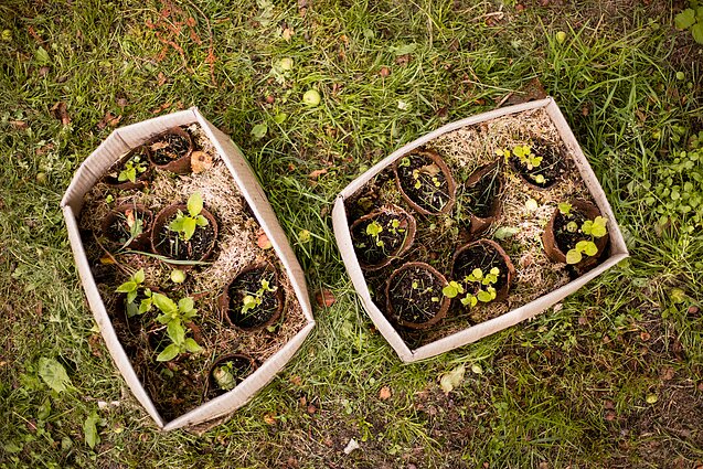 Nuo gamtoje įprastai nesutinkamų augalų iki dekoratyvinių žuvų sodų: ką lankytojai gali išsvysti mugėje „Lietuvos žiedai“?