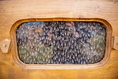 Bitininkystės muziejus Stripeikiuose, Ignalinos raj.