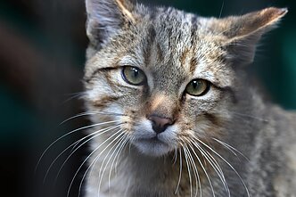 Miškinės katės Lietuvos zoologijos sode