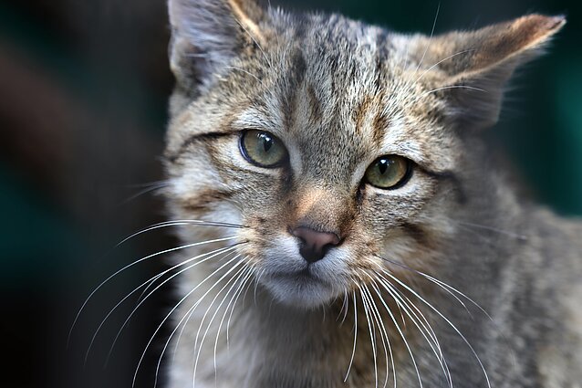 Miškinės katės Lietuvos zoologijos sode