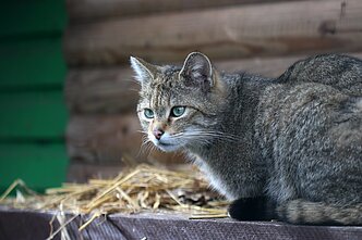 Miškinės katės Lietuvos zoologijos sode
