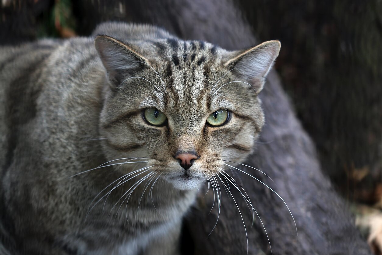 Miškinės katės Lietuvos zoologijos sode