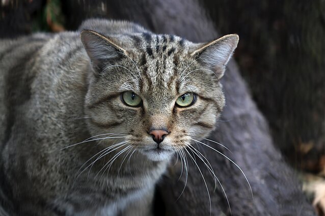 Miškinės katės Lietuvos zoologijos sode