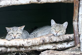 Miškinės katės Lietuvos zoologijos sode