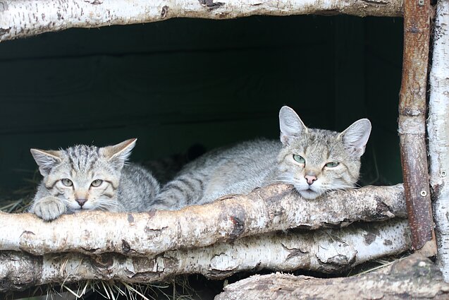 Miškinės katės Lietuvos zoologijos sode
