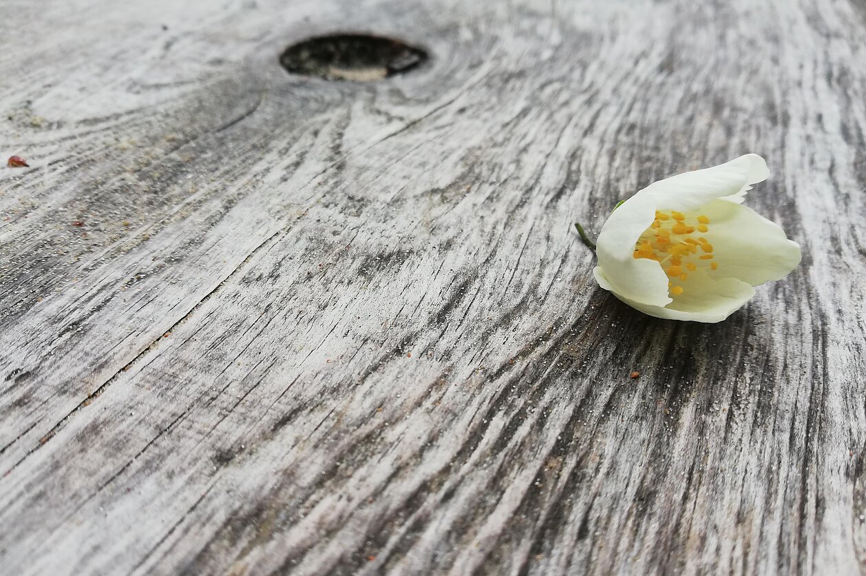 Literatūros akiračiai. Negrožinė literatūra apie gamtą