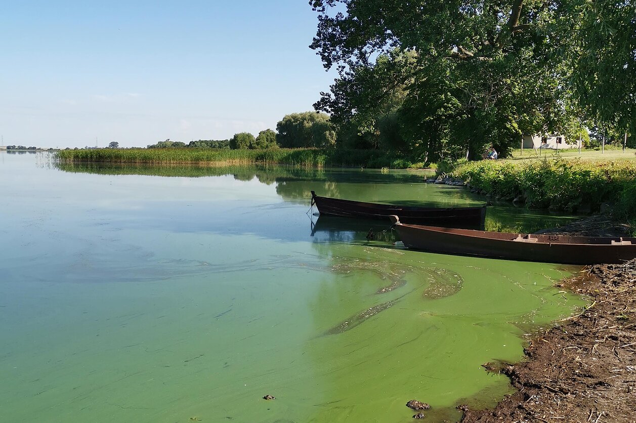 Judita Koreivienė, Vienakrtinė planeta; Simno ežeras