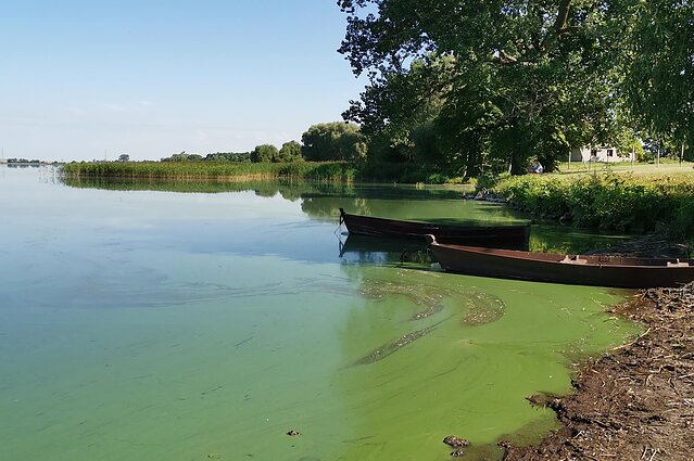 Vienkartinė planeta. Pavojingas „žydėjimas“