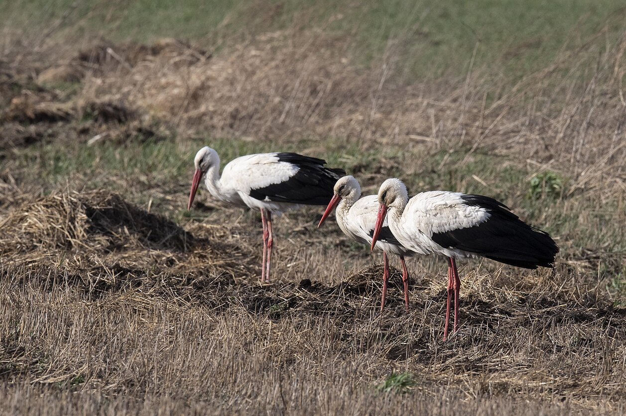Gamta – visų namai. Ved. Selemonas Paltanavičius ir Audronė Šopagaitė