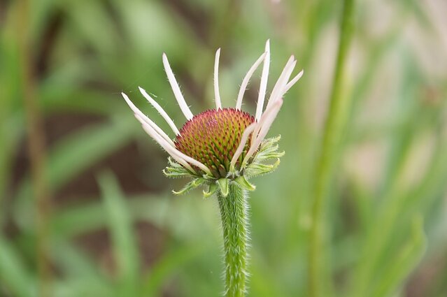 Siauralapė ežiuolė Siauralapė ežiuolė