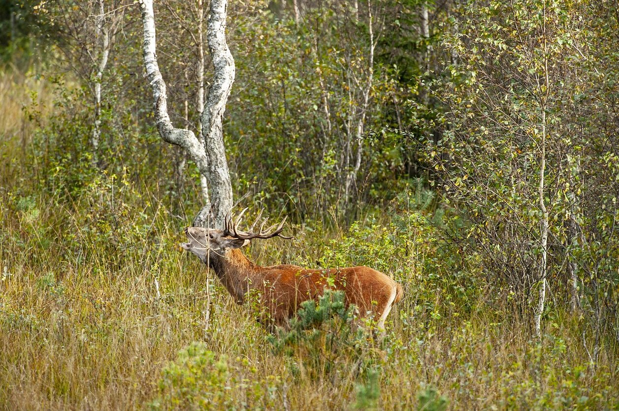 Gamta – visų namai. Ved. Selemonas Paltanavičius ir Audronė Šopagaitė