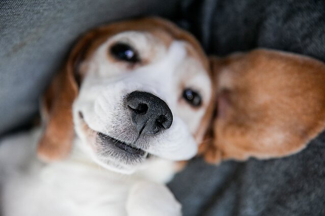 Ar kada pagalvojote ką sako jūsų šuo? Išmanusis antkaklis, verčiantis šunų kalbą – jau realybė