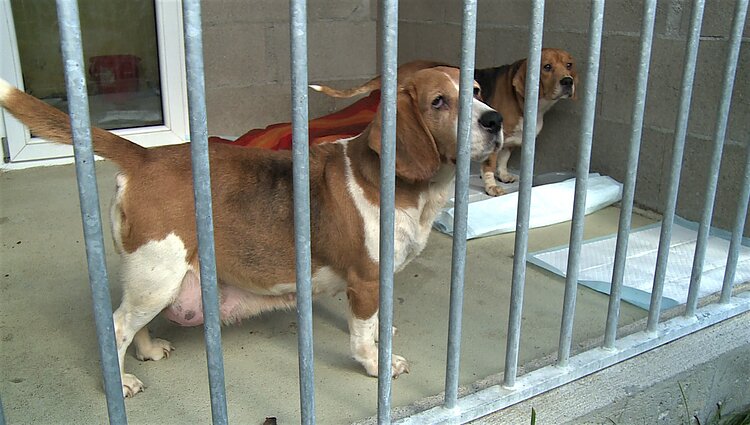 Žinios. Policija nuo šeštadienio pradėjo 5 ikiteisminius tyrimus dėl žiauraus elgesio su gyvūnais