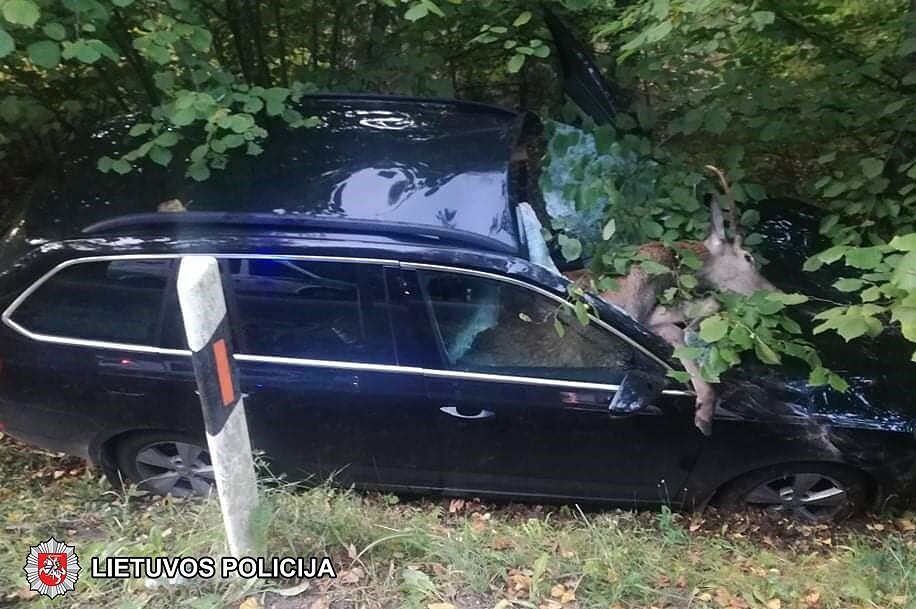 Susidūrimas su laukiniu gyvūnu