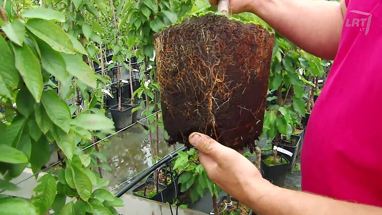 Ūkininkai Cvilikai pataria dėl augmenijos.