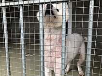 Šuo (asociatyvi nuotr.)