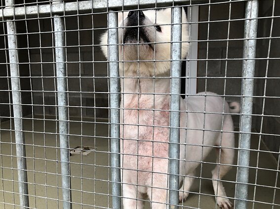 Šuo (asociatyvi nuotr.)