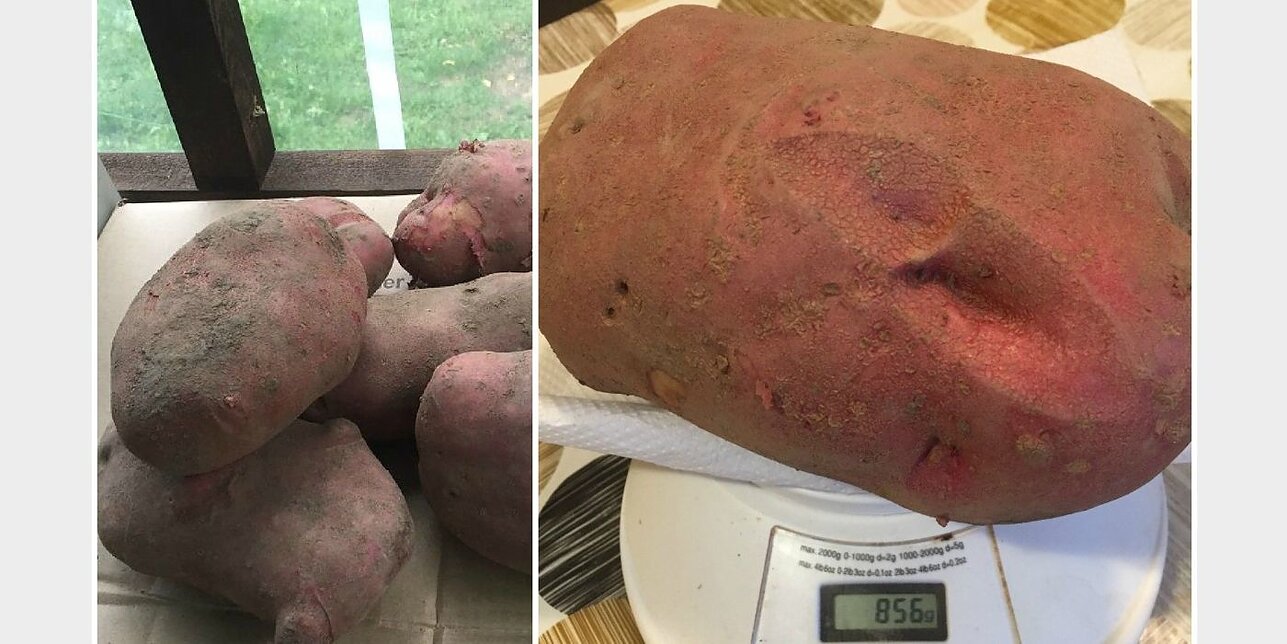 Lithuanian woman unearths 1kg potato