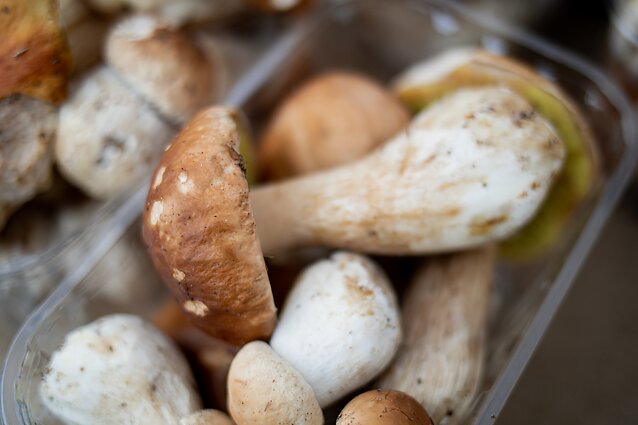 Baravykas, baravykai, grybai