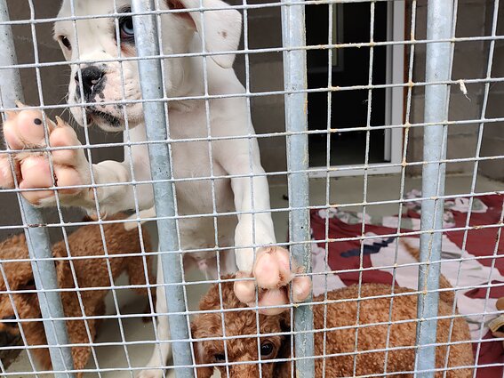 Išgelbėti šunys prieglaudoje