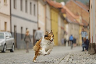 Lesė Lesė