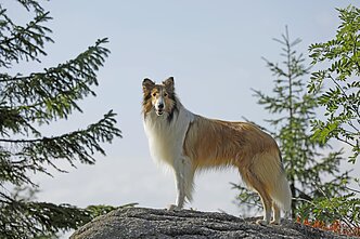 Lesė Lesė