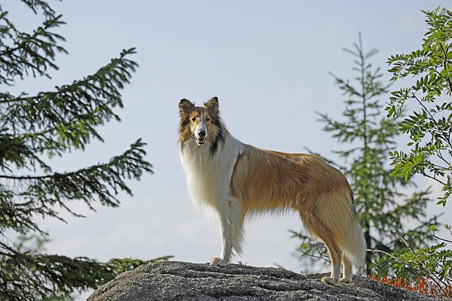 Lesė Lesė