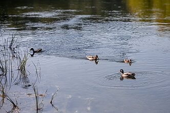 Vilniaus centre į Nerį išsiliejo fekalijos