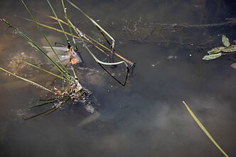 Vilniaus centre į Nerį išsiliejo fekalijos