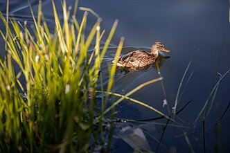 Vilniaus centre į Nerį išsiliejo fekalijos