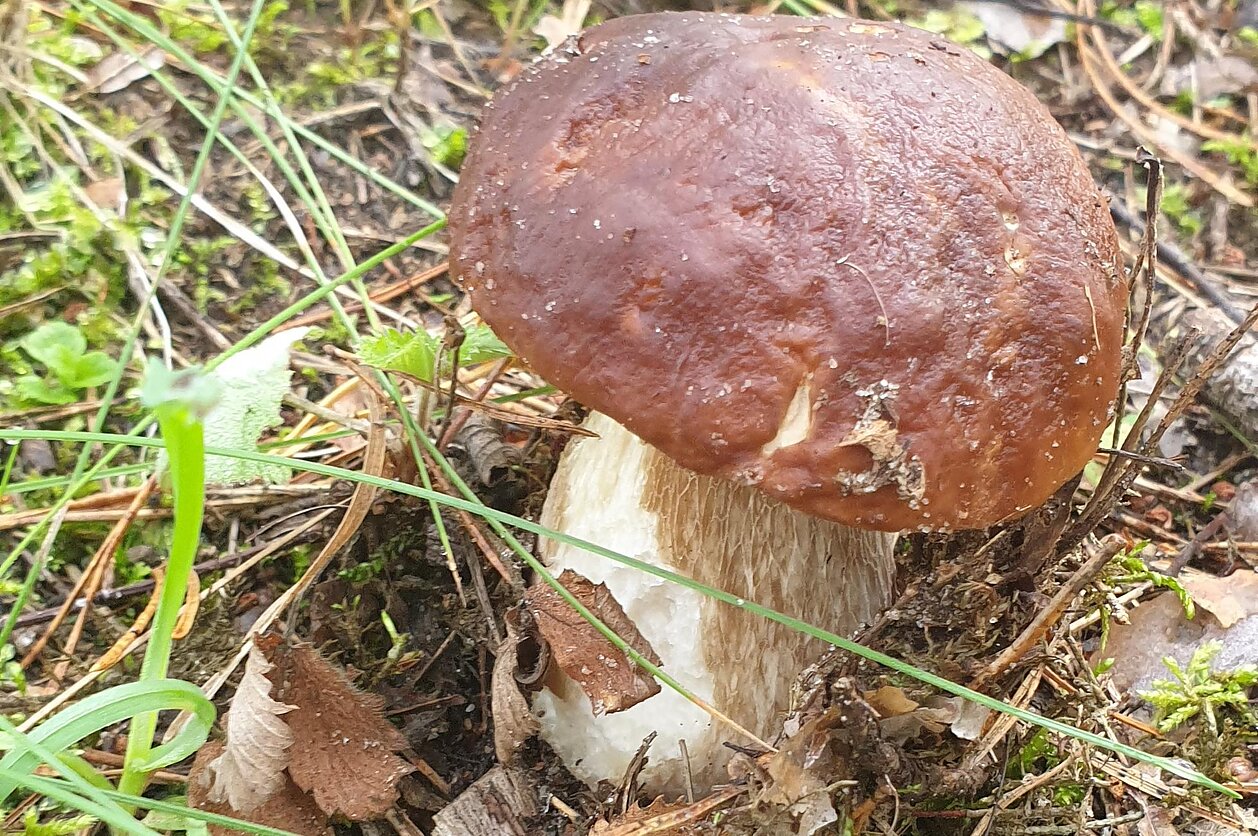 Pasaulio puodai. Grybų karas