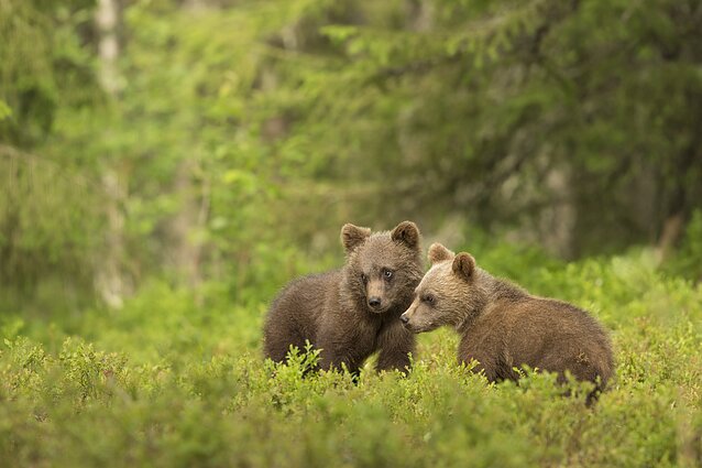 Brown bears (associative imagee)
