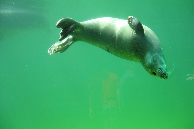 Vienkartinė planeta. Povandeninis triukšmas Baltijos jūroje