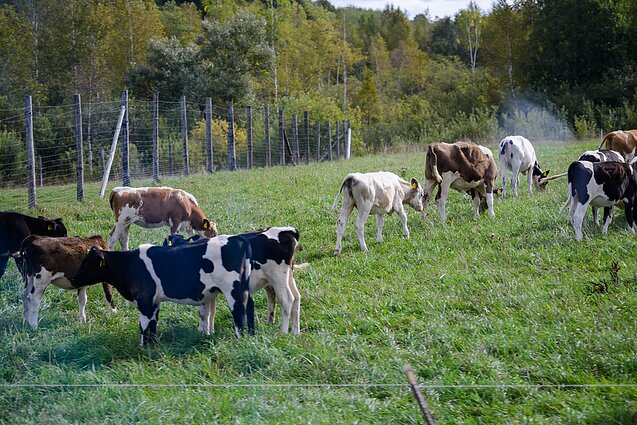 Nyksta pieno ūkiai: dėl mažų supirkimo kainų likviduojamos karvių bandos