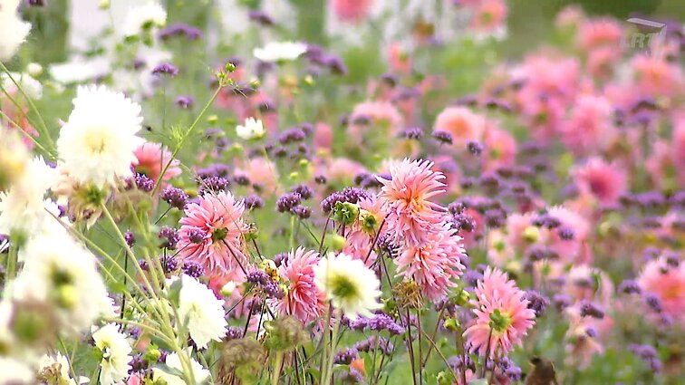 Jurginų sugrįžimas