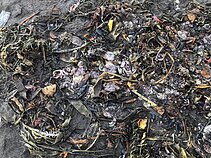 Negyvi gyvūnai Rusijos Kamčiatkos pusiasalyje