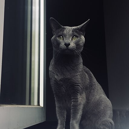 Evelinos Kazakevičiūtės katė Alisa