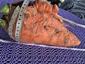  Danutė Krupliauskienė and "carrot the giant"