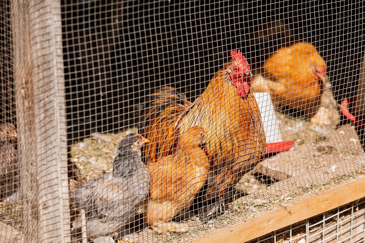 Paukščių kaimas, asociatyvinė nuotr.