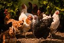 Vištos