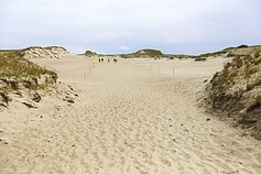 Kuršių nerija