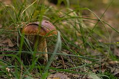 Grybai/grybas/grybavimas