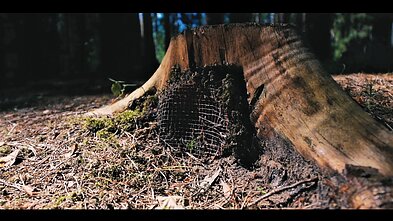 Filmas „Žvangantis miškas“ Filmas „Žvangantis miškas“
