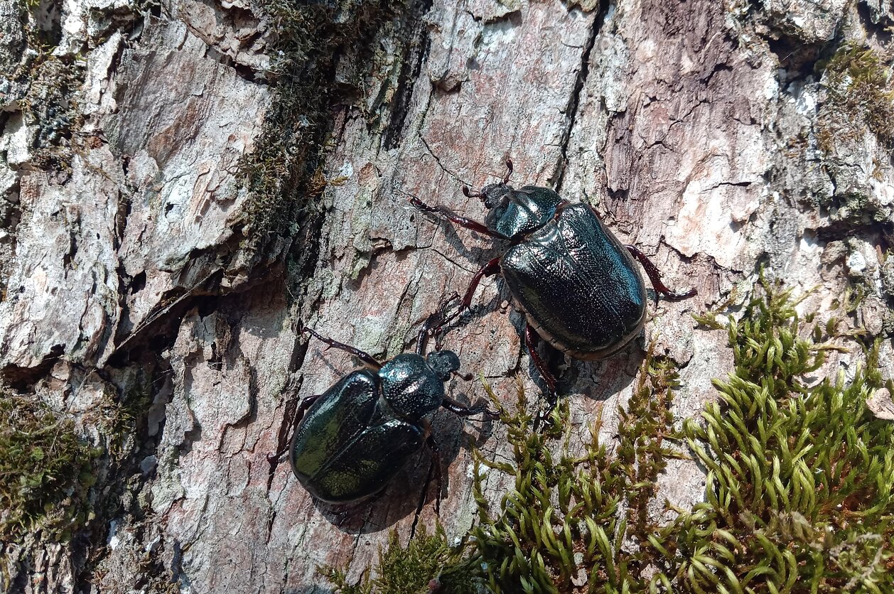 Remigijus Karpuška, Vienkartinė planeta; Niūriaspalviai auksavabaliai