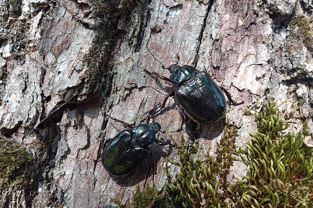 Vienkartinė planeta. Išgelbėti niūriaspalvį auksavabalį