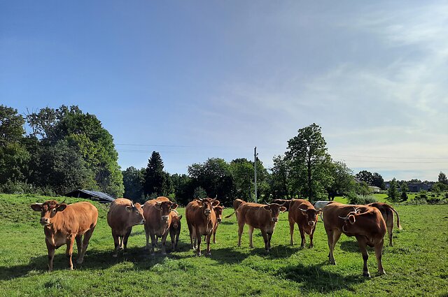 Žinios. Pandemija kirto mėsinių galvijų augintojams – krito vidutinė supirkimo kaina, sumenko eksportas į užsienį