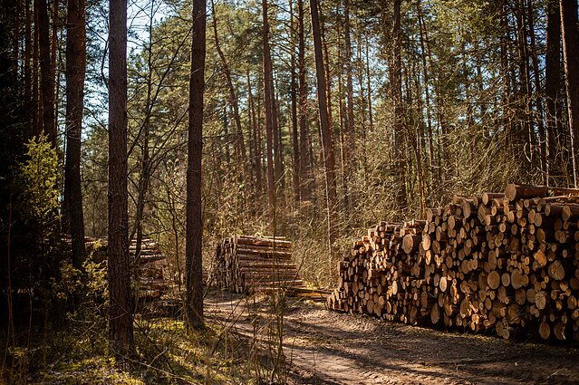 Forest (associative image)