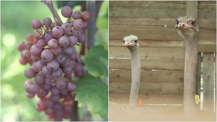 Gyventi kaime gera. (Ne)sudėtingas vynuogių auginimas Lietuvoje ir stručių laikymo gidas