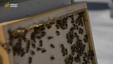 „Mokslo sriuba“: kaip Vilniaus mieste ant stogų auginamos bitės? „Mokslo sriuba“: kaip Vilniaus mieste ant stogų auginamos bitės?